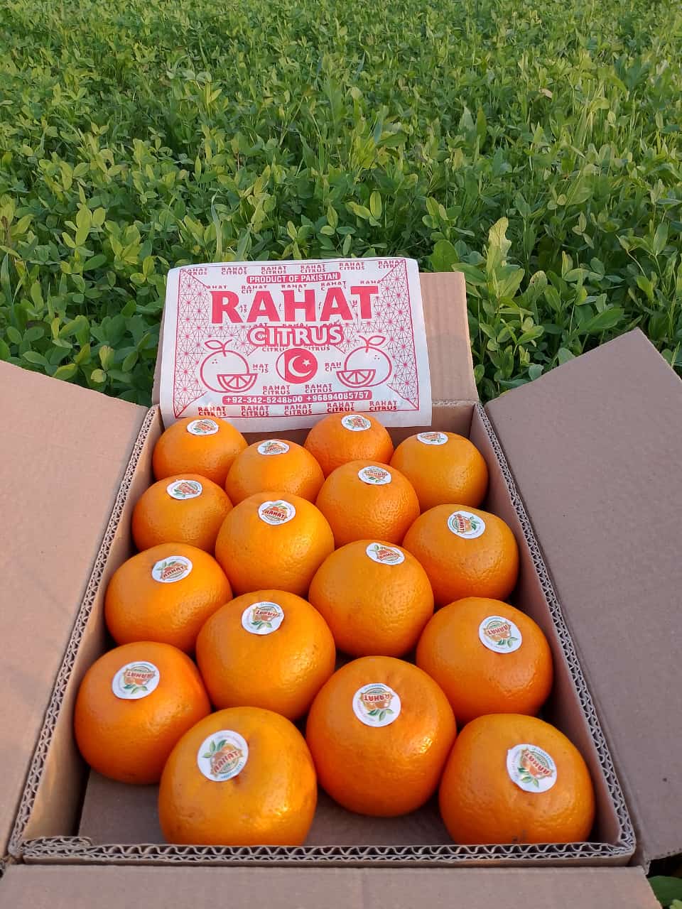 Oranges